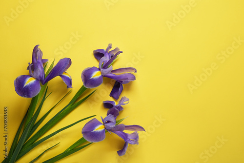 Violet Irises from above. Germanic iris on yellow backgroung. Flower background. Holiday greeting card for Valentine's Day, Woman's Day, Mother's Day, Easter. Flat lay, top view. Space for text.