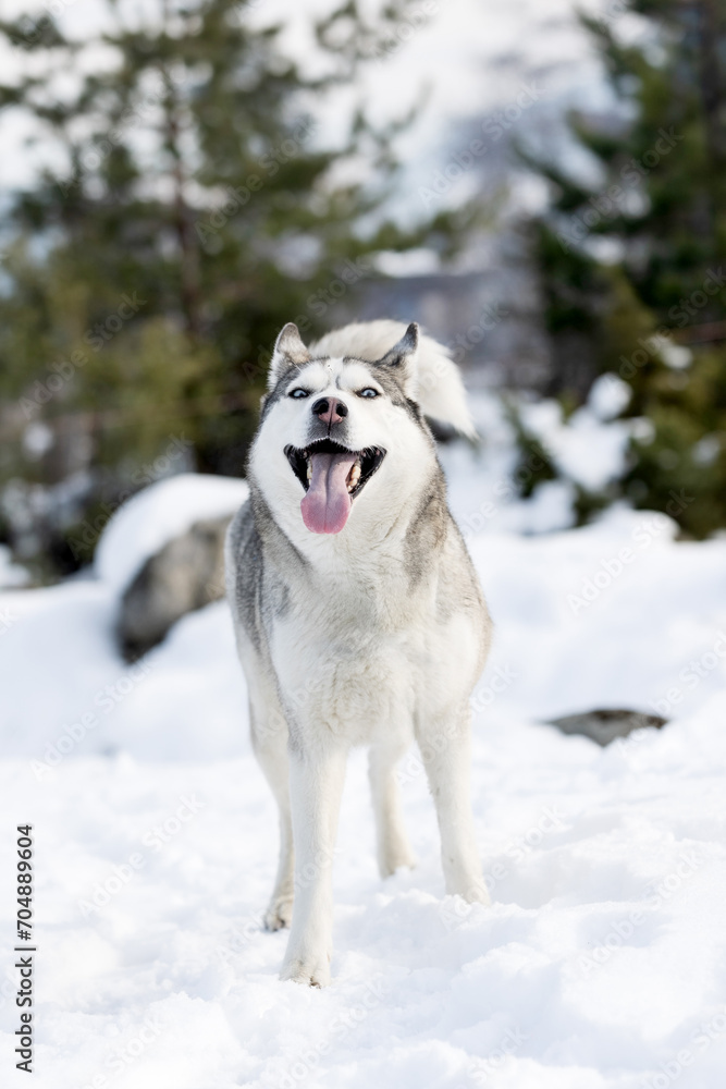 Siberian Husky dog smiling, winter forest