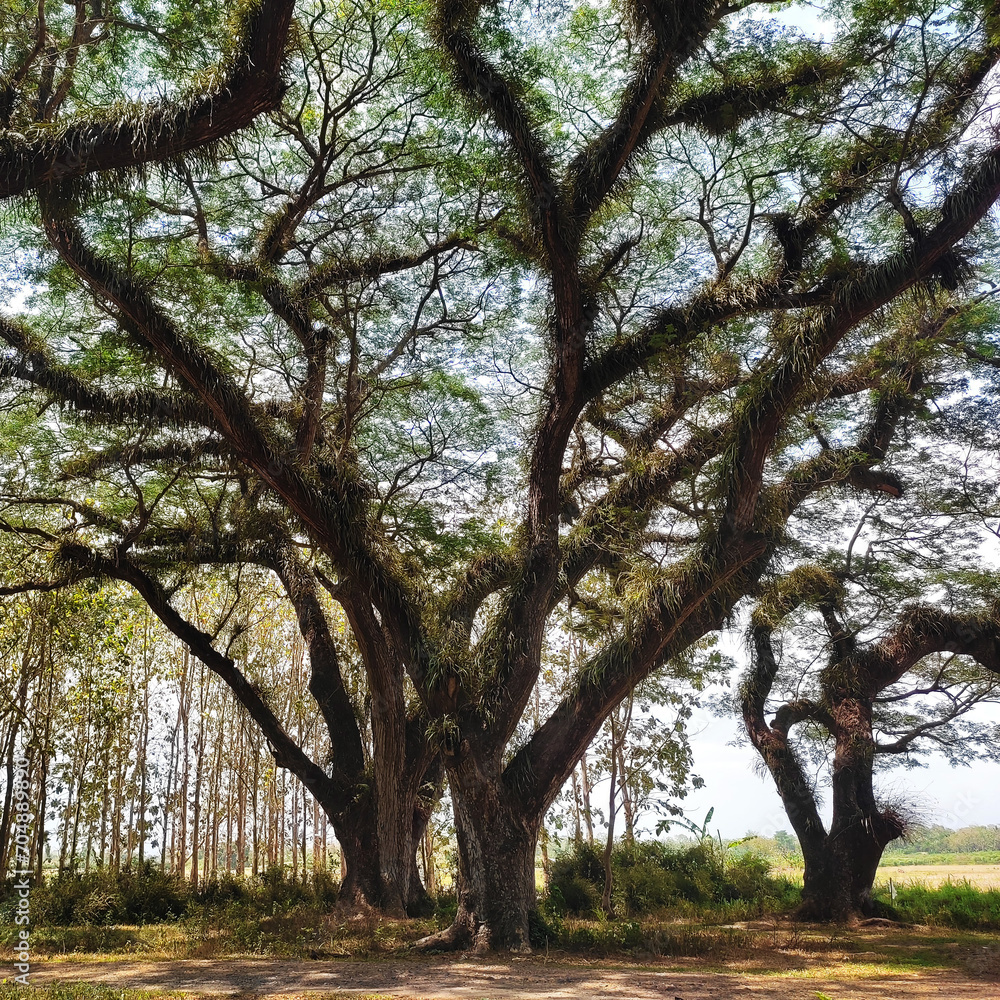 The close-up view of centuries-old rain trees (Samanea saman) growing in the De Djawatan forest. Epiphytic plants thrive on them, from the trunk to their branches. The close-up view of centuries-old rain trees (Samanea saman) growing in the De Djawatan forest. Epiphytic plants thrive on them, from the trunk to their branches.
