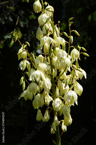 Whitish flowers of the Yucca filamentosa, Adam's Needle or Spanish bayonet at black background photo