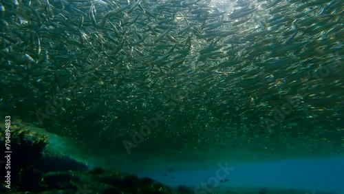 Numerous shoal of small stands in shallow water eclipsing sunlight on bright sunny day in sunburst, Backlight (Contre-jour), Slow motion, Red Sea, Dahab, Egypt photo