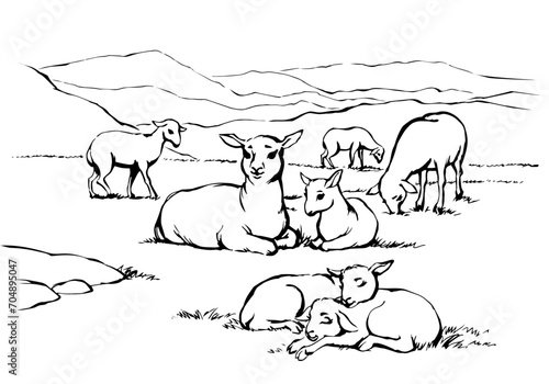 Vector drawing. Small sheeps lay at the field