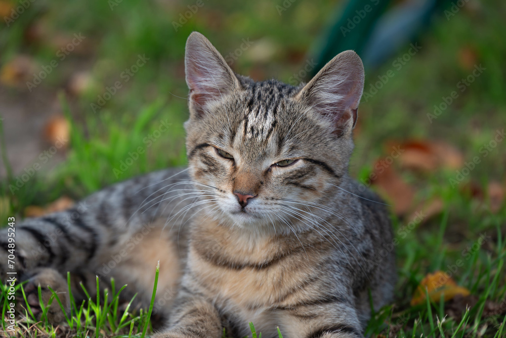 Relaxed Tabby Kitten in the Grass