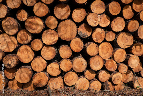 Pilha de troncos de madeira de pinheiro empilhados e a secar para a industria da madeira 