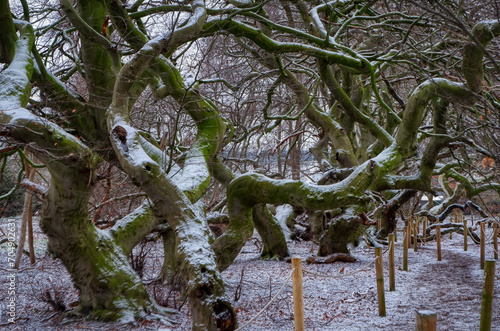 Knorrige Bäume und Wanderweg in der Süntelbuchen-Allee in Bad Nenndorf im Winter photo