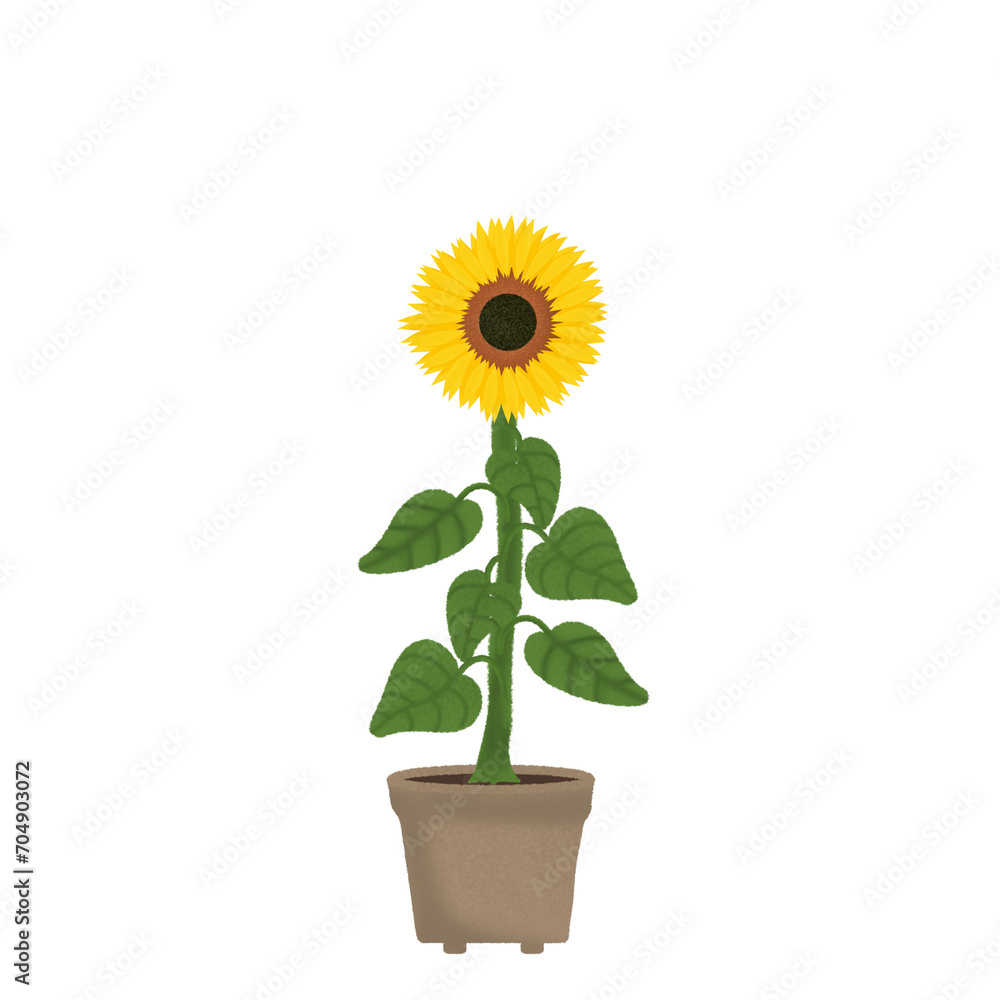 Obraz premium sunflower in a flowerpot