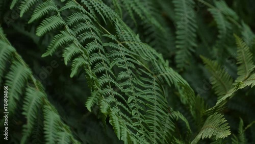Common polypody (polypodium vulgare) evergreen fern photo