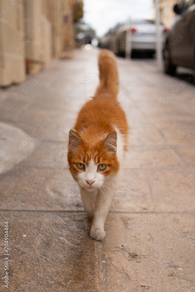 Red cat walking on the street in Valletta
