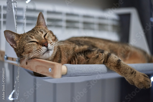 Image of a purebred Bengal cat lying on a hammock attached to a heater. Pet care concept.