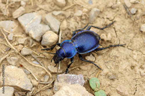 The ground beetle Calosoma kuschakewitschi on the ground, Kazygurt, Turkestan region, South Kazakhstan