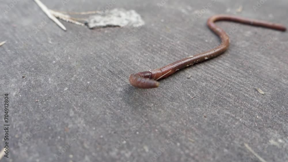Close up shot of a big earthworm ( Lumbricina ) on a concrete ground. Uttarakhand India. Close up shot of a big earthworm ( Lumbricina ) on a concrete ground. Uttarakhand India.