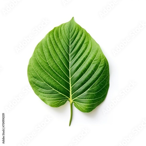 green leaf isolated on white background Created with generative Ai 
