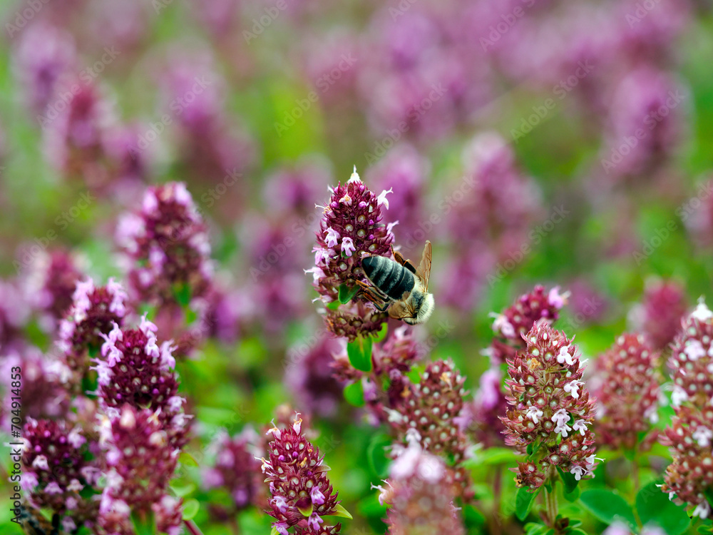 Macierzanka zwyczajna (Thymus pulegioides L.) – gatunek rośliny należący do rodziny jasnotowatych jest rajem dla owadów i jest cenioną rośliną lecznicą