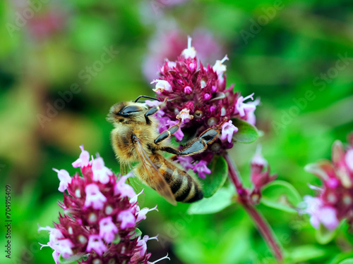 Obraz na płótnie Macierzanka zwyczajna (Thymus pulegioides L.) – gatunek rośliny należący do rodziny jasnotowatych jest rajem dla owadów i jest cenioną rośliną lecznicą w salonie