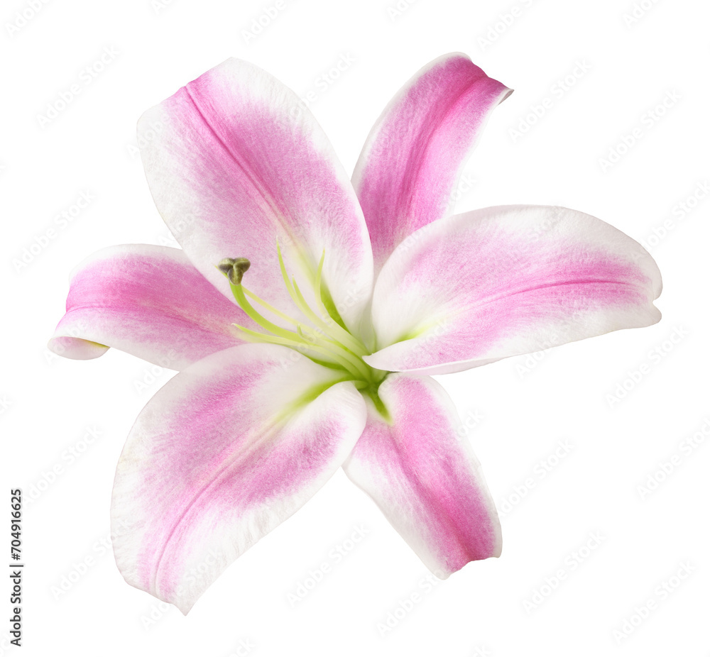 Pink lily flower isolated on white or transparent background. Top view.