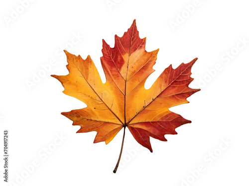 Maple leaf isolated on white background 