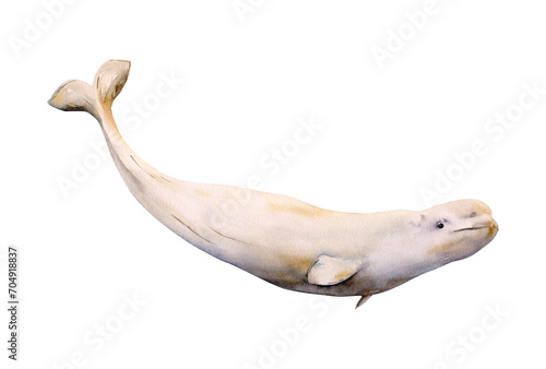 Foto Hand-drawn watercolor beluga whale illustration isolated