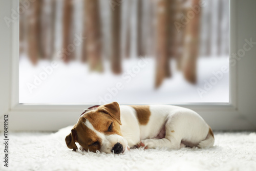 Tiny Jack Russell Terrier breed puppy sleeping on white carpet inside the house. Snowy pine tree forest outside the large window. Pets care concept