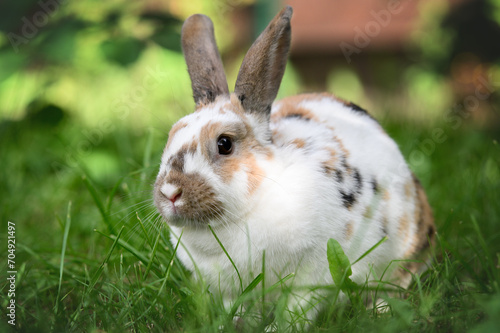 cute white bunny with spots portrait on grass in summer