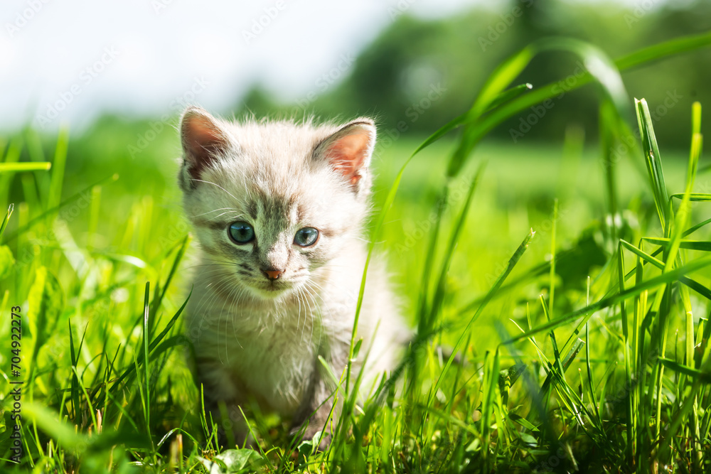 A small cute kitten with blue eyes is exploring the environment in the garden near his home