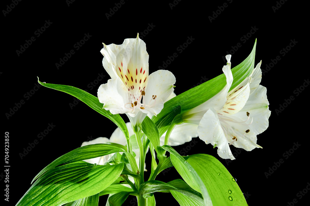 White Alstroemeria flower on black background White Alstroemeria flower on black background