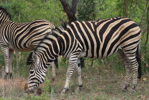 Zebras. Zebras are African equines with distinctive black-and-white striped coats. Zebras share the genus Equus with horses and asses.