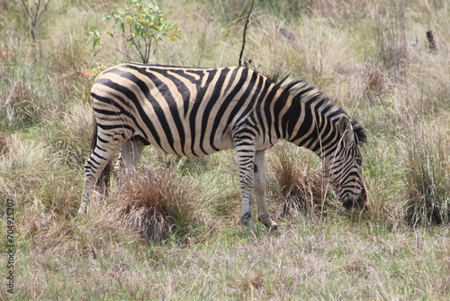 A zebra. Zebras are African equines with distinctive black-and-white striped coats. Zebras share the genus Equus with horses and asses.