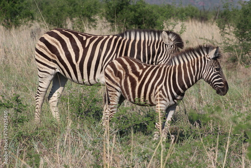Zebras. Zebras are African equines with distinctive black-and-white striped coats. Zebras share the genus Equus with horses and asses.