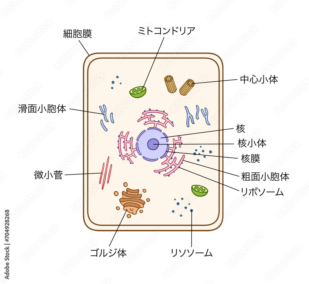 Fototapeta premium 細胞の構造、シンプル、名称あり
