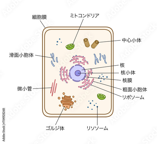 細胞の構造、シンプル、名称あり