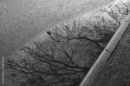Winter leaves reflected into puddles on city street asphalt after rain
