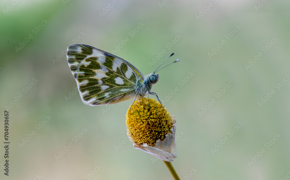 New Spotted Angel Butterfly (Pontia edusa) on the plant
