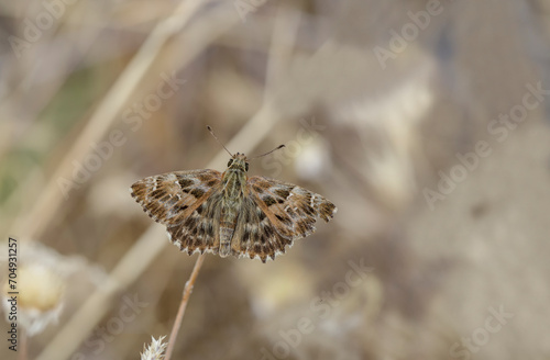 Marshmallow Hopper butterfly (Carcharodus alceae) on plant photo