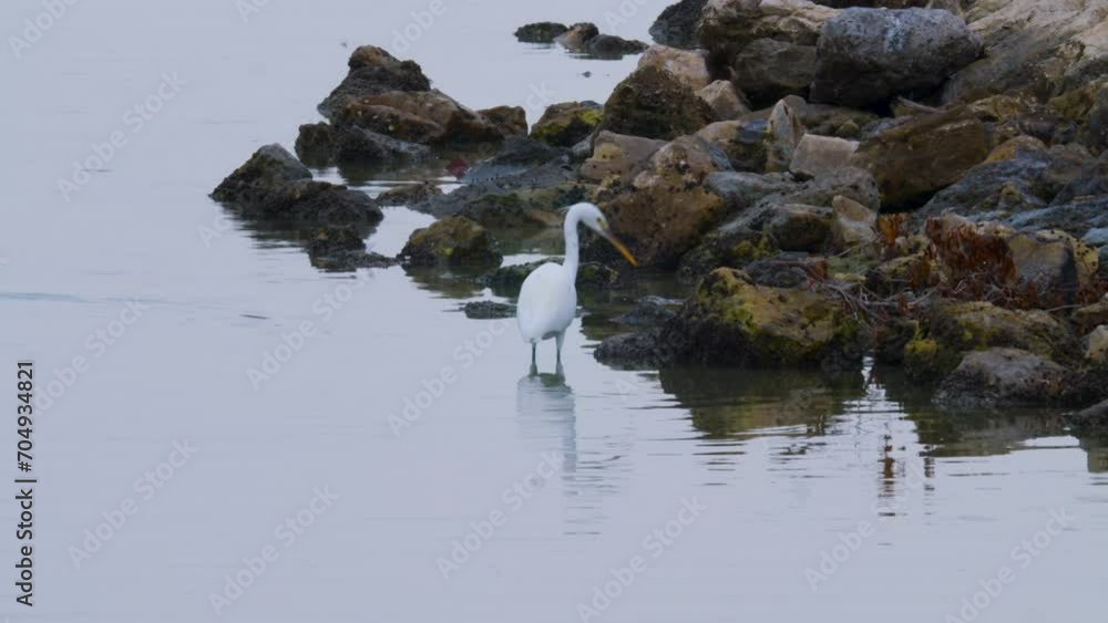 White heron wading in water next to rocky shore White heron wading in water next to rocky shore