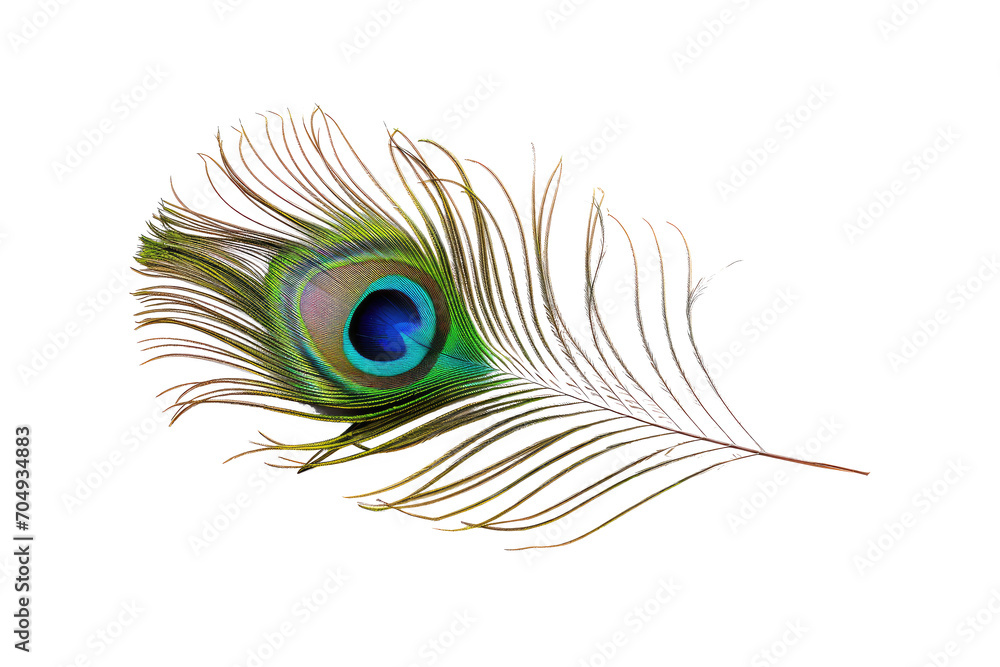 Fototapeta premium beautiful peacock isolated on white