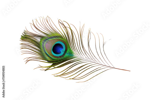 beautiful peacock isolated on white