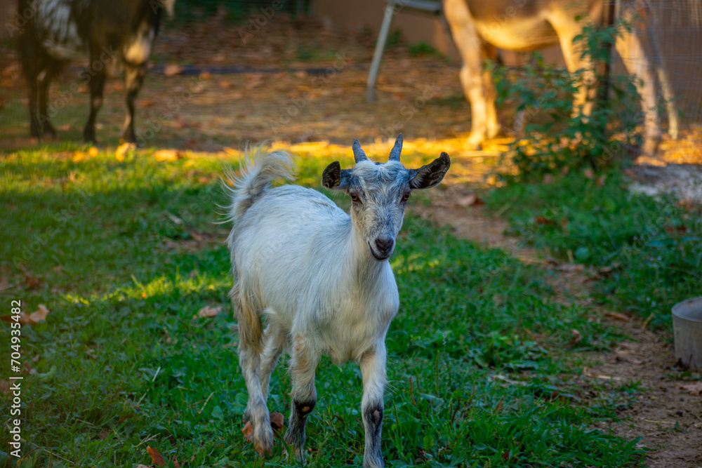 Lovely white baby goat Walking on grass, Corfu island,Greece Lovely white baby goat Walking on grass, Corfu island,Greece