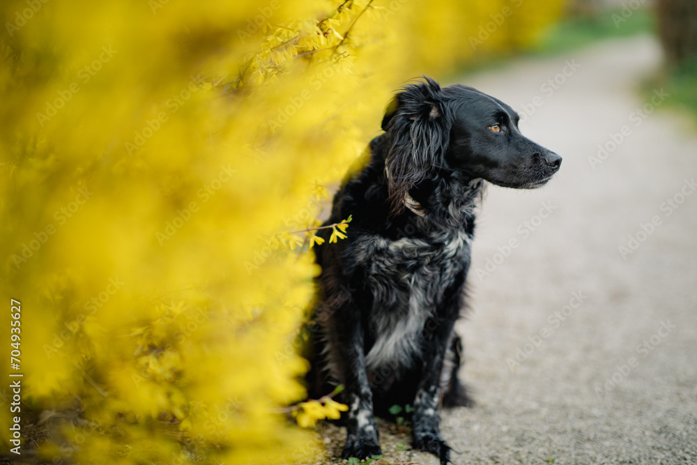 Black and white dog on a gravel path with blurry yellow bush in the foreground. Brittany spaniel portrait.