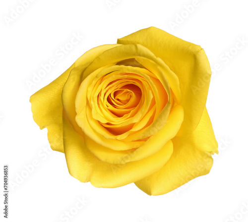 Beautiful fresh yellow rose isolated on white