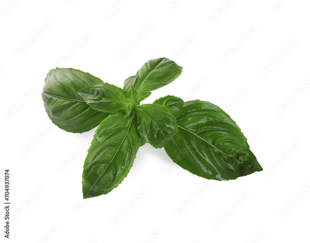 Fresh green basil leaves isolated on white Fresh green basil leaves isolated on white