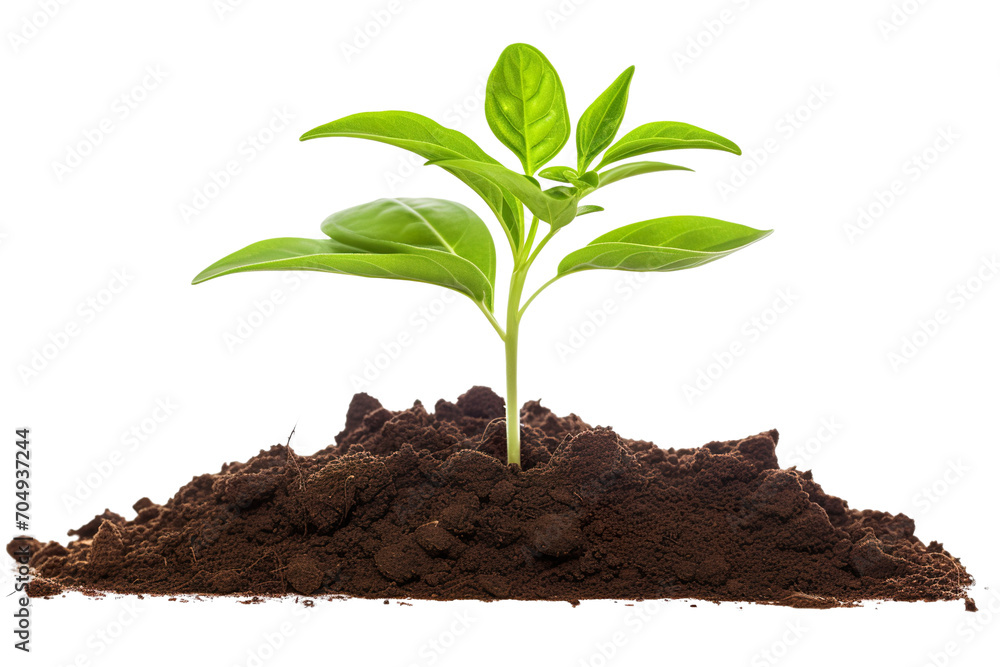 young plant growing from soil isolated on a white background PNG young plant growing from soil isolated on a white background PNG