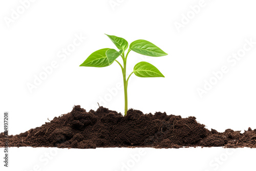 young plant growing from soil isolated on a white background PNG