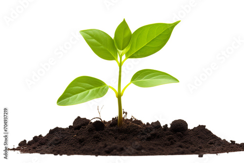 Wallpaper Mural young plant growing from soil isolated on a white background PNG Torontodigital.ca