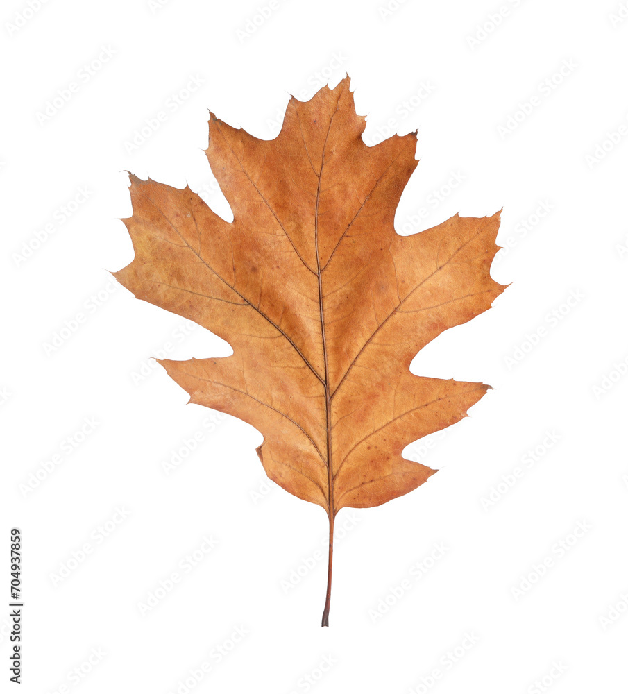 One dry autumn leaf isolated on white One dry autumn leaf isolated on white