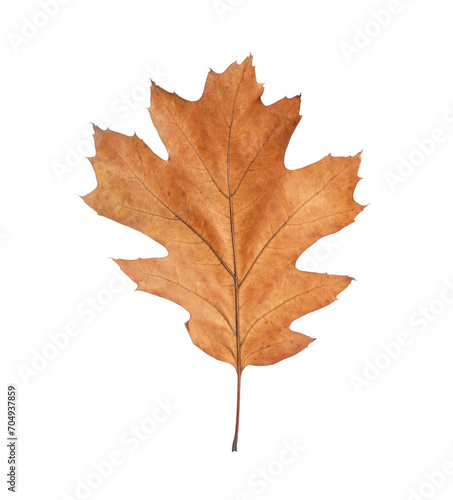 One dry autumn leaf isolated on white