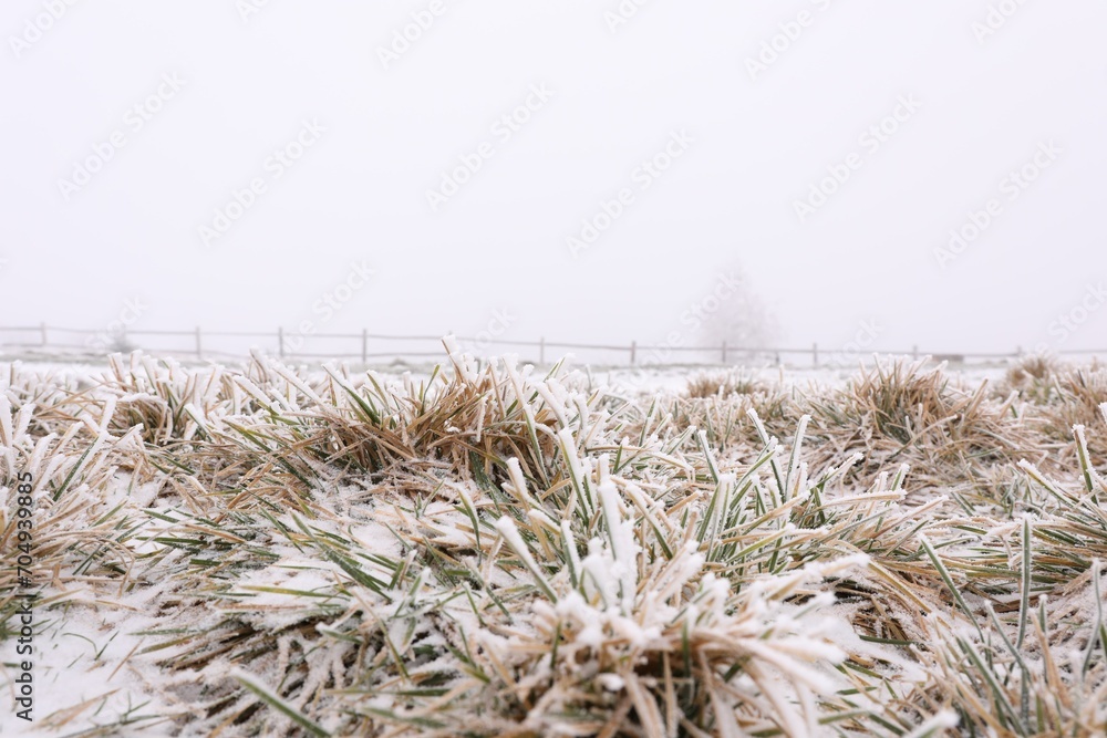 Grass blades covered with snow outdoors on winter day