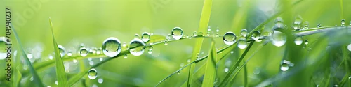 Panel kuchenny z motywem Droplets banner of morning dew on green grass