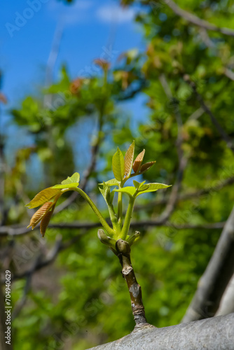 Young leaves on new tree branches in the garden