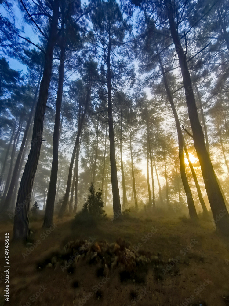 Forest in the morning in a fog in the sun, trees in a haze of light, glowing fog among the trees. Karacaoren Barrage, Bucak Burdur. Forest in the morning in a fog in the sun, trees in a haze of light, glowing fog among the trees. Karacaoren Barrage, Bucak Burdur.