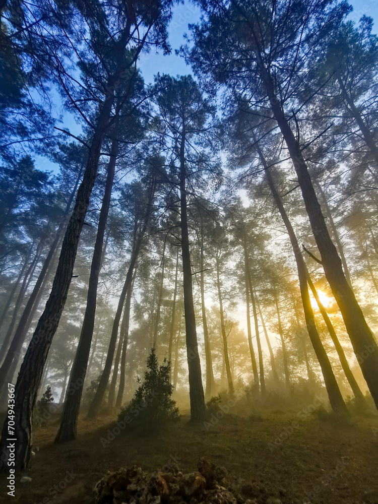 Forest in the morning in a fog in the sun, trees in a haze of light, glowing fog among the trees. Karacaoren Barrage, Bucak Burdur.